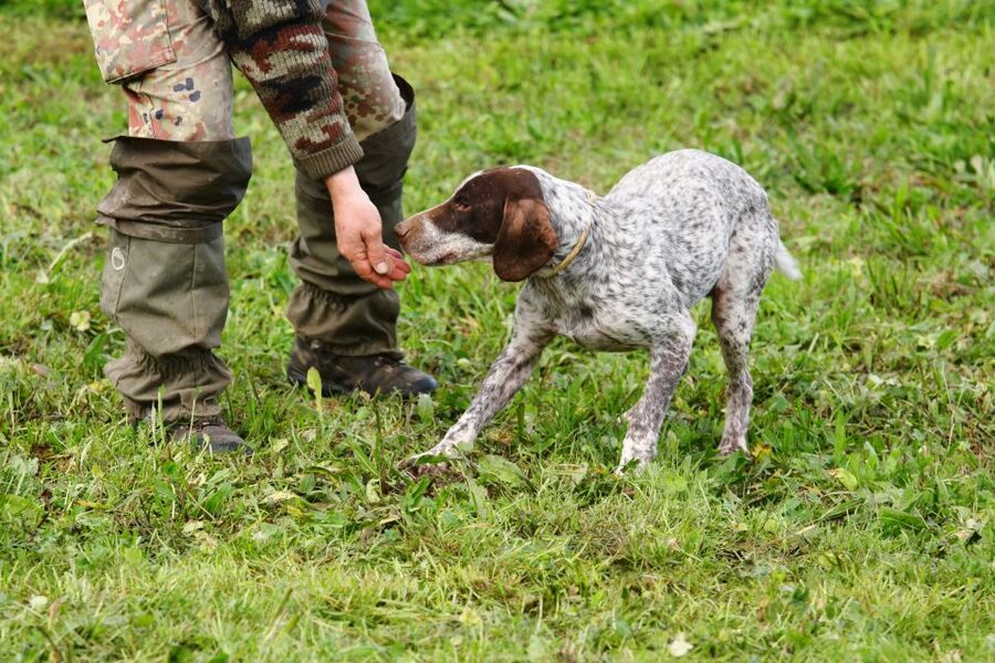 Alba: Truffle Hunting with Cheese, Truffle, & Wine Tastings - A Piedmont Truffle Hunt That Feels Like Real Work (in the Best Way)
