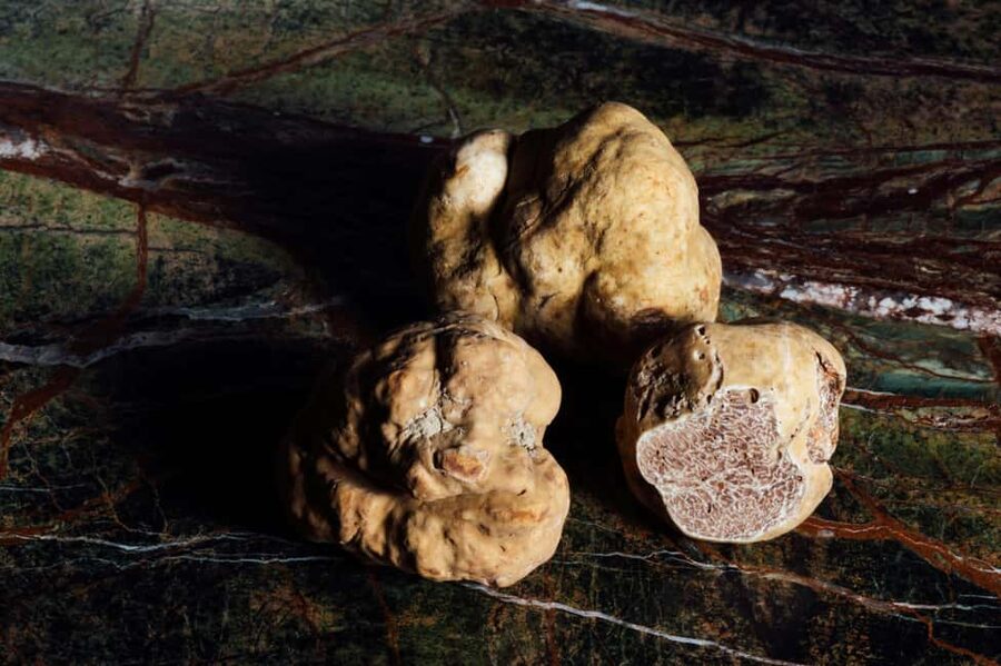 Alba: Truffle Hunting with Cheese, Truffle, & Wine Tastings - Who This Tour Fits Best (and Who Should Skip It)