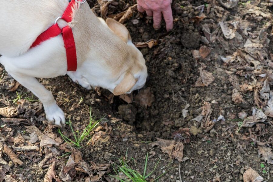 Alba: Truffle Hunting with Cheese, Truffle, & Wine Tastings - Meet the Trifolao and His Dogs: The Heart of the Hunt