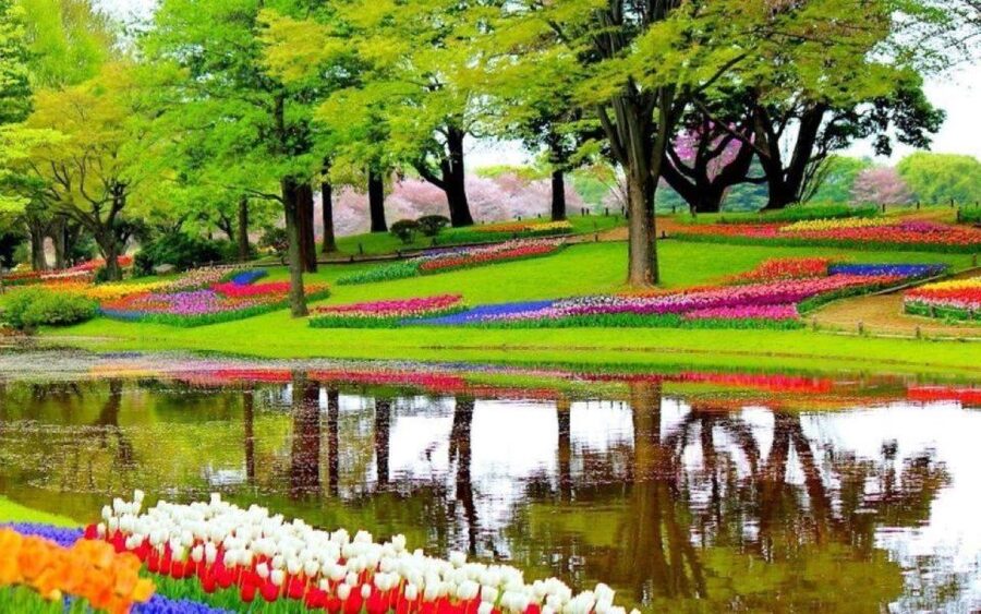 Amsterdam: Private tour Tulips, Keukenhof, Windmill & Cheese - Pickup From Amsterdam That Actually Feels Like a Vacation