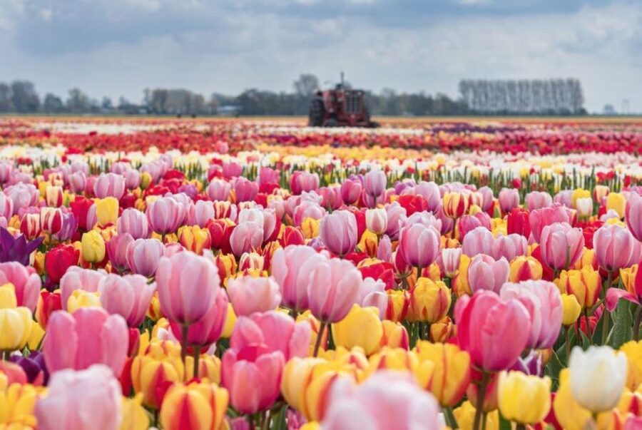 Amsterdam: Private tour Tulips, Keukenhof, Windmill & Cheese - Dutch Cheese Farm: Learning How It’s Made (Not Just Eating It)