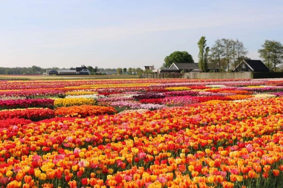 Amsterdam: Private tour Tulips, Keukenhof, Windmill & Cheese - What the Included Tickets Actually Buy You (and Why That Matters)