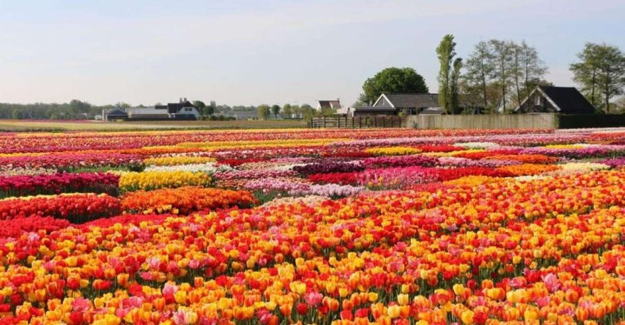 Amsterdam: Private tour Tulips, Keukenhof, Windmill & Cheese - Price and Value: Is $506 Per Person Worth It?