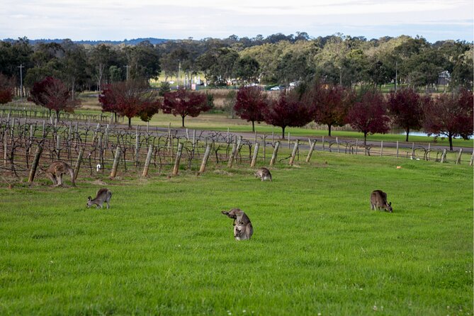Award-Winning Hunter Valley Wine & Cheese Tour from Sydney - The small-producer style: why it feels different from mass tours