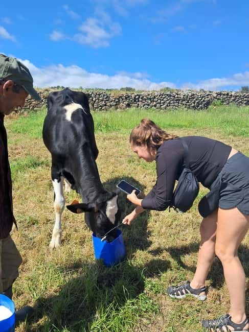 Azores: Dairy Farm Tour - 6 key things you’ll remember from the Azores dairy farm tour