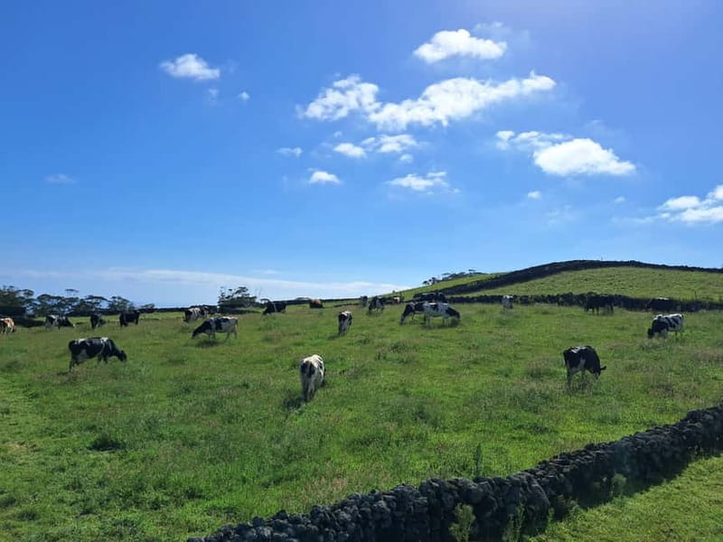 Azores: Dairy Farm Tour - Getting to the farm: Angra do Heroísmo, van ride, and viewpoint stops