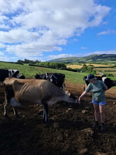 Azores: Dairy Farm Tour - Meeting the herd: how farmers care for cows and calves