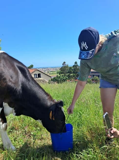 Azores: Dairy Farm Tour - Milk collection station: connecting pasture life to what ends up in your fridge