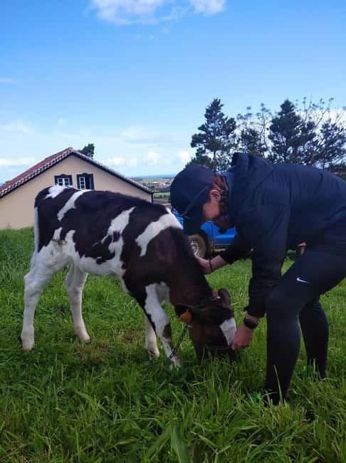 Azores: Dairy Farm Tour - Traditional village time and scenic breaks that keep the half-day balanced