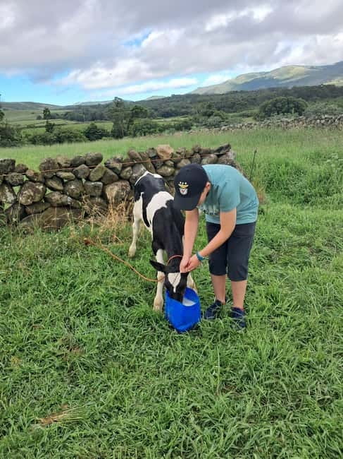 Azores: Dairy Farm Tour - Price and value: does $70 for 4 hours feel fair?