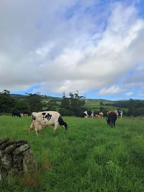 Azores: Dairy Farm Tour - Who should book this dairy farm tour on Terceira?