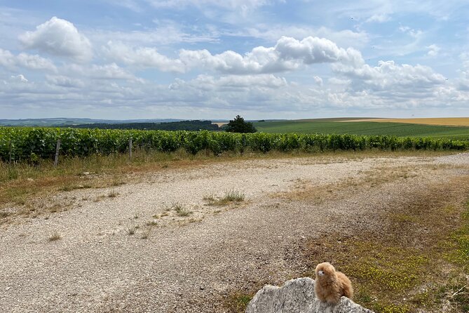 Burgundy Wine & Cheese Tasting Private Day Trip 15 glasses - Château de Pommard: Pinot Noir and Chardonnay taught by place