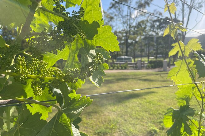 Cael’s Gate Wine and Cheese Tasting in Hunter Valley - FAQ