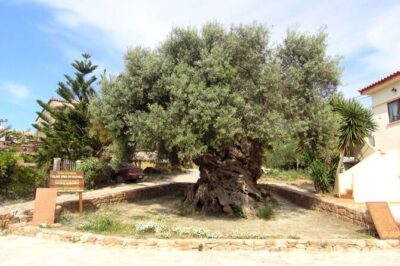 Cheese and Wine Tasting Tour From Chania - Vouves and the oldest recorded olive tree in the world