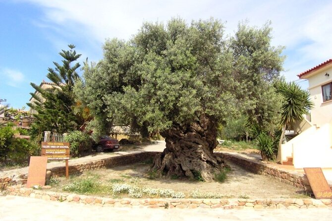 Cheese and Wine Tasting Tour From Chania - Vouves and the oldest recorded olive tree in the world