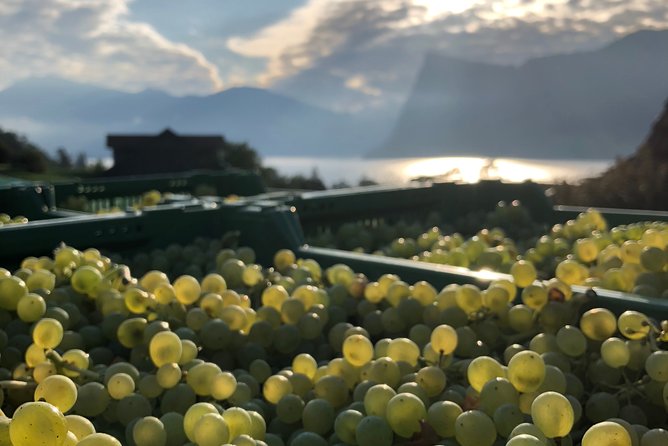 Cheese, Chocolate and Wine in the Bern Region from Luzern - A one-day “Swiss classics” route that actually makes sense