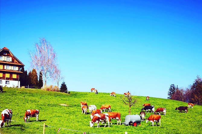 Cheese, Chocolate and Wine in the Bern Region from Luzern - La Gruyère cheese factory: watching production and tasting what matters