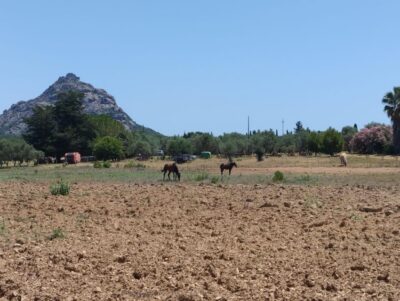 Cheese Making and Tasting Tour from Cagliari with Lunch - Watching Pecorino Take Shape: Milk, Shepherd Skills, and the Two-Wheel Moment