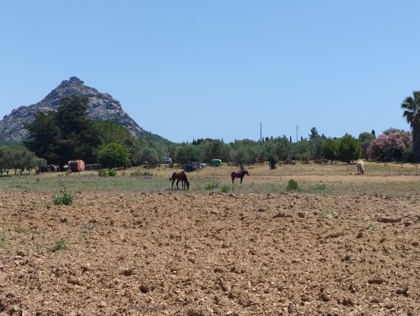 Cheese Making and Tasting Tour from Cagliari with Lunch - Watching Pecorino Take Shape: Milk, Shepherd Skills, and the Two-Wheel Moment