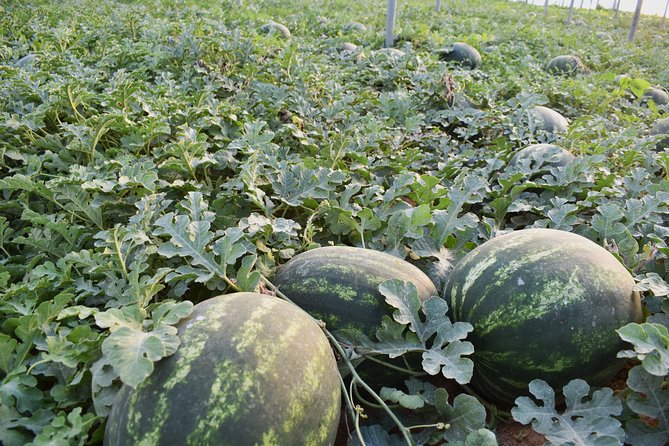 Cretan Farm Tour with Cheese-Making, Olive Oil Tasting & Picnic - Price and logistics: is $72.25 worth it for this style of tour?