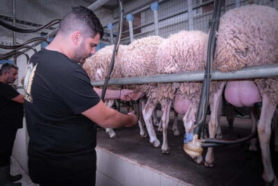 Crete: Farm Visit with Cheese Tasting and Milking Experience - Becoming a Shepherd on a Working Cretan Farm