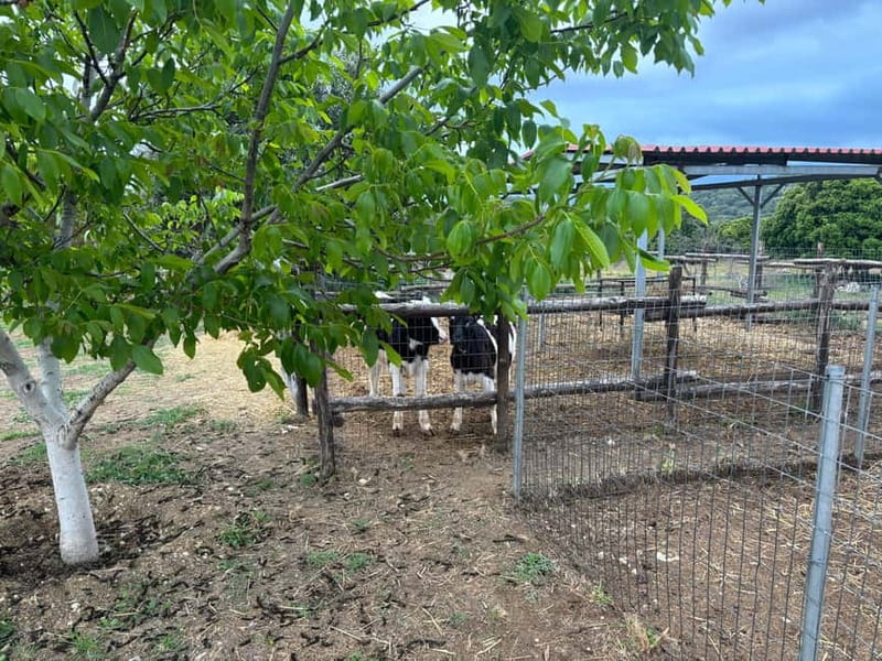Crete: Farm Visit with Cheese Tasting and Milking Experience - Outdoors add-ons: lake time, herbal garden, veg patch, and a kids’ playground