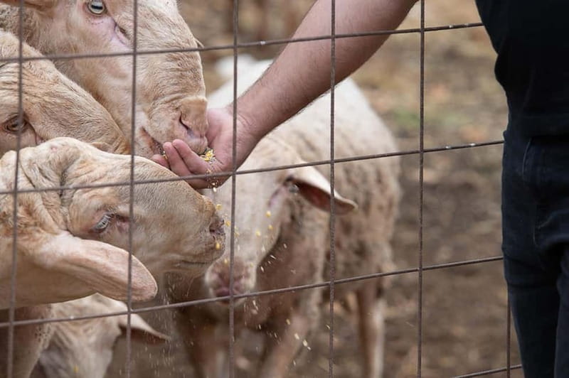 Crete: Farm Visit with Cheese Tasting and Milking Experience - What’s included (and what it means for your time)