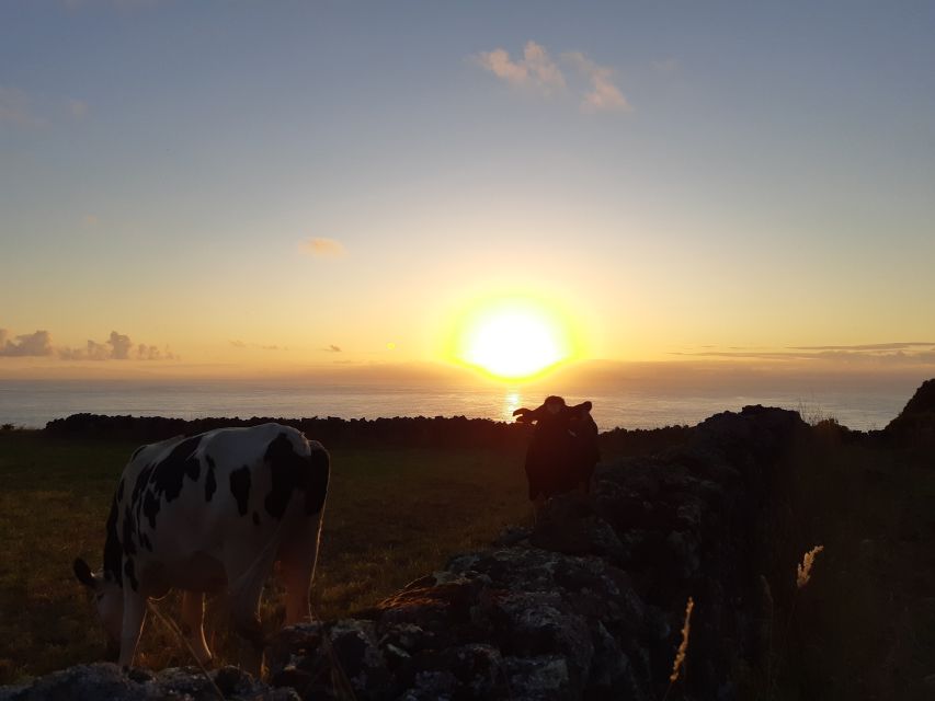 Dairy farm Visit and Cow Milking Experience in Azores - Key things to look forward to