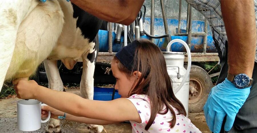 Dairy farm Visit and Cow Milking Experience in Azores - Who this dairy farm tour is best for