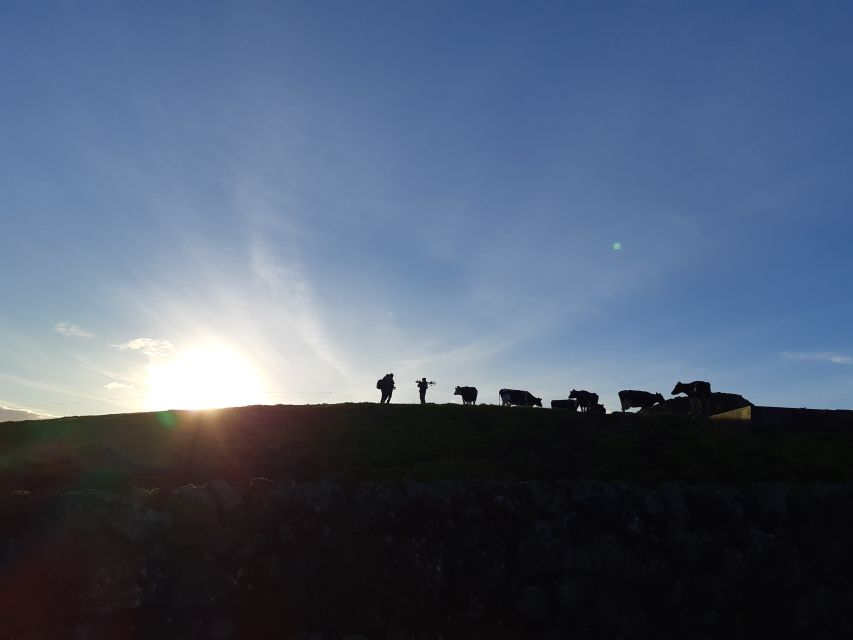 Dairy farm Visit and Cow Milking Experience in Azores - Milk collection and storage: the behind-the-scenes step you won’t get elsewhere