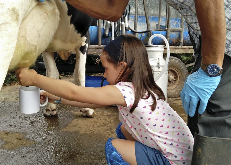 Dairy farm Visit and Cow Milking Experience in Azores - Price and value: is $57 worth 3.5 hours?