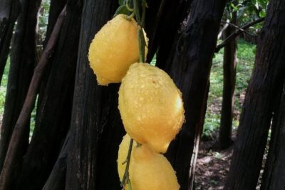 DISCOVER SORRENTO, food &Walking tour . Lemons-cheese&olive oil - Cheese Maker Stop: More Than One Sample