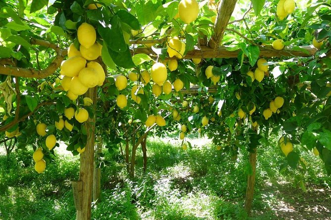 Discover Sorrento with food tasting and walking Tour - Lemon grove lessons: what you learn before you taste