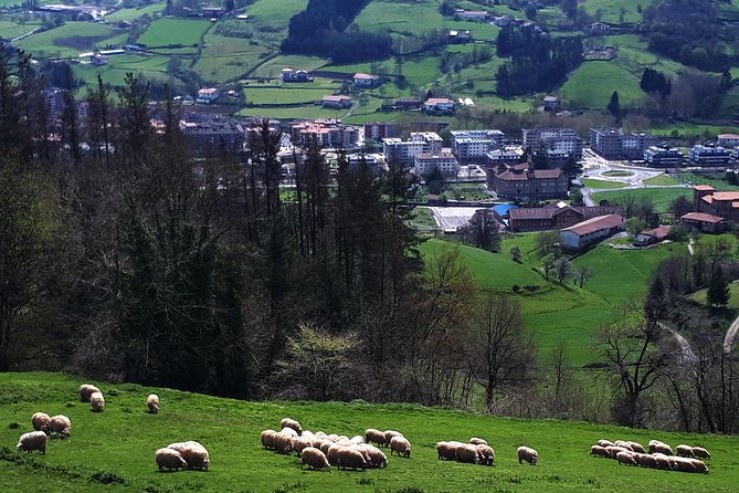 Discover the Art of Idiazabal Cheese in the Basque Country - Cheese Tastings with Cider: How the Pairing Fits the Day
