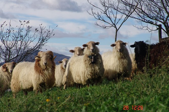 Discover the Art of Idiazabal Cheese in the Basque Country - Group Size, Bilingual Guide, and Getting Picked Up