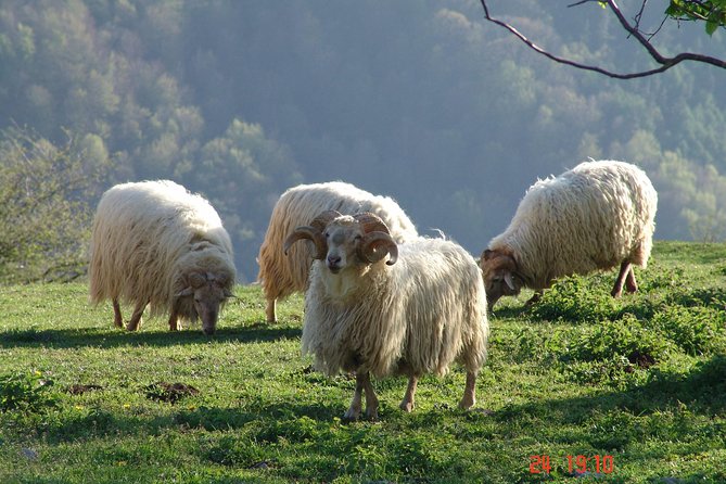 Discover the Art of Idiazabal Cheese in the Basque Country - Who This Tour Suits Best (and Who Might Want to Skip It)