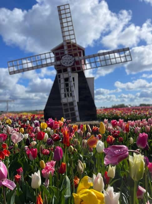 Dutch Countryside: , windmills, Villages, Cheese & Clogs - Key Highlights You’ll Actually Feel