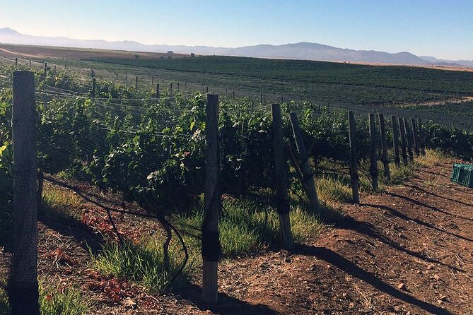 Ensenada Shore Excursion: Wine and Cheese Tour with Lunch in Ojos Negros Valley - Should you book the Ensenada Wine and Cheese tour?