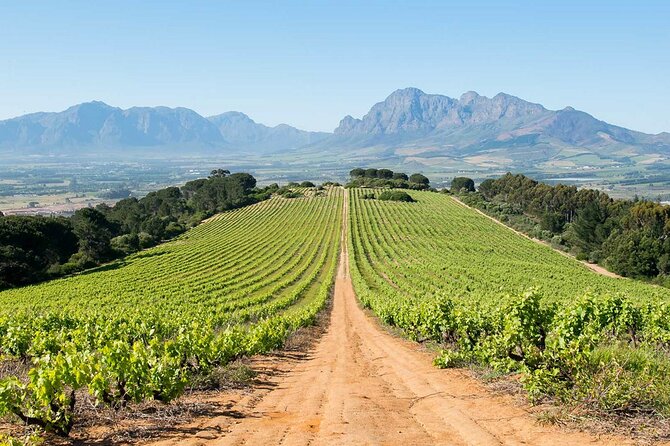 Experience 16 Wine Tasting & 6 Cheese Pairing across 3 Vineyards - A Three-Vineyard Day That Feels Thoughtful, Not Hectic