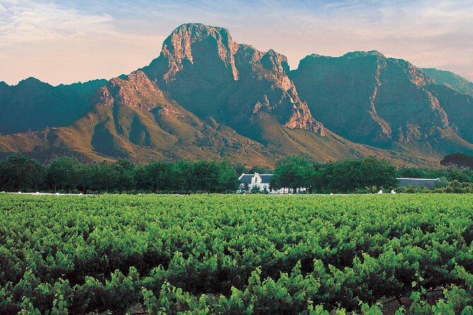 Experience 16 Wine Tasting & 6 Cheese Pairing across 3 Vineyards - Vredenheim Wine Farm: Mountain Views, Animals, and Optional Big Cat Park