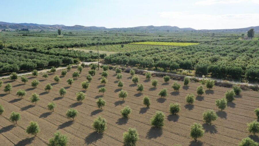Farm Tour with Cheese-Making, Olive Oil Tasting & Picnic - Key highlights you’ll actually care about