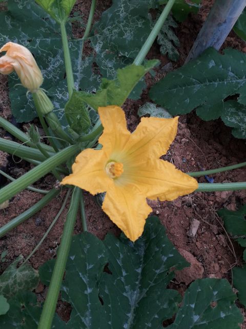 Farm Tour with Cheese-Making, Olive Oil Tasting & Picnic - Farm Fresh Crete: Olive Groves, Greenhouses, and the Mizithra Moment