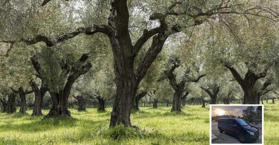 From Athens: Wine, Oil, & Cheese Tasting in Nemea & Argolis - Cheese Factory in Ancient Epidaurus: Your First Tasting Starts the Day Off Right