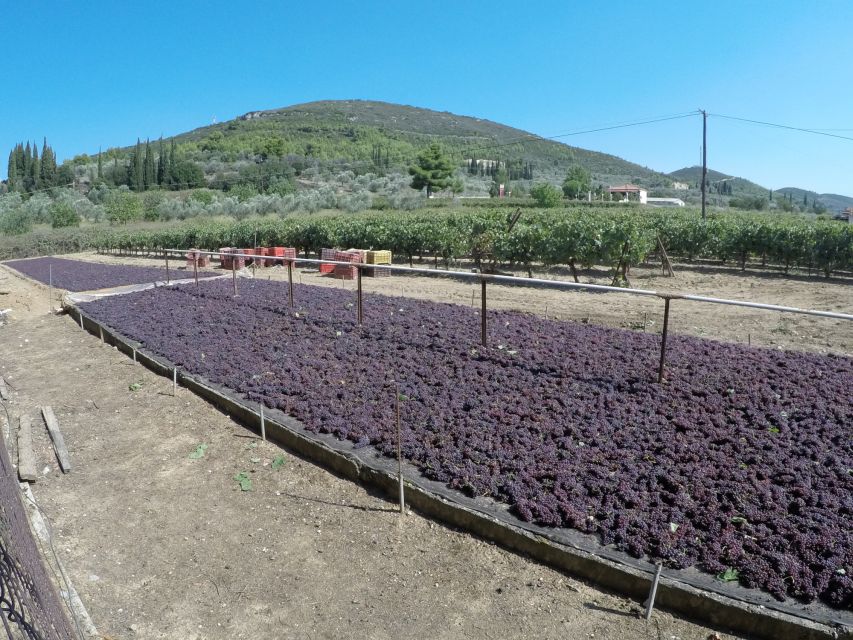 From Athens: Wine, Oil, & Cheese Tasting in Nemea & Argolis - Olive Mill and Organic Grove: Olive Oil Tasting Plus a Rural Snack