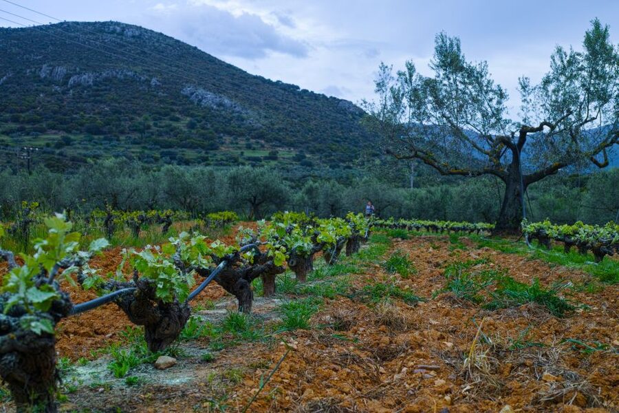 From Athens: Wine, Oil, & Cheese Tasting in Nemea & Argolis - Nemea Vineyard and Winery: Traditional PDO Wine With Real-Time Tasting
