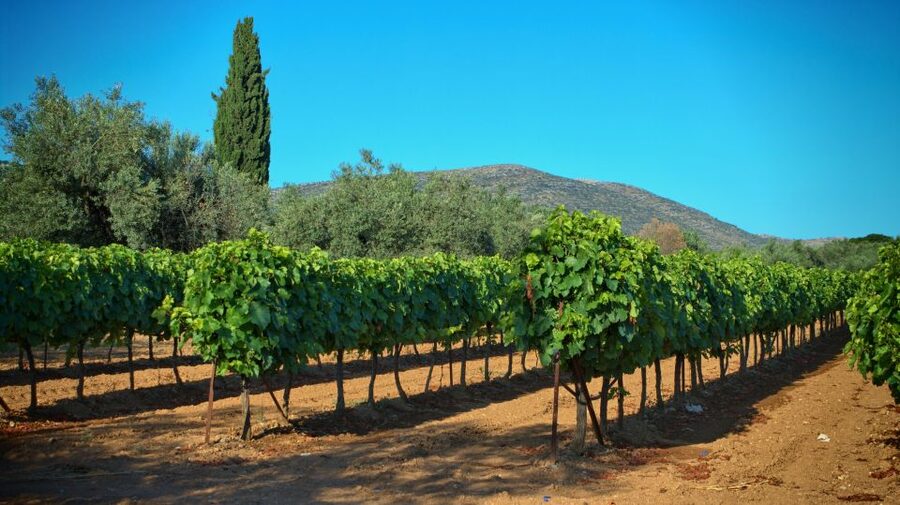 From Athens: Wine, Oil, & Cheese Tasting in Nemea & Argolis - Price and Value: What $483 Buys for a Group of Up to 4