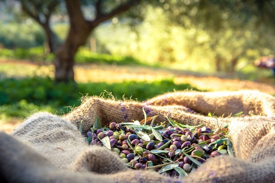 From Athens: Wine, Oil, & Cheese Tasting in Nemea & Argolis - Private Group Comfort: The Van, the Pace, and the Sea-Drive Warm-Up