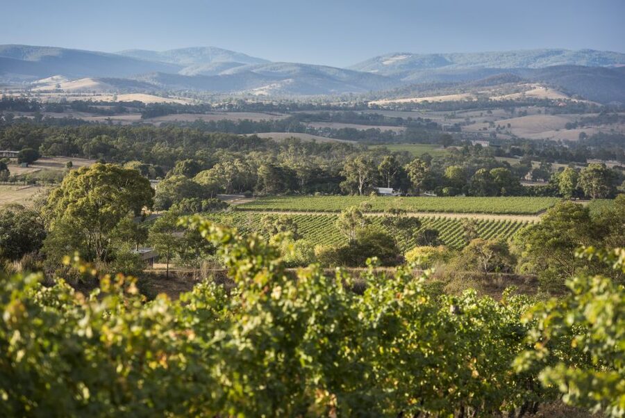 From Melbourne: Yarra Valley Chandon Cheese & Kangaroos Tour - Yering Station: tasting cool-climate wines at Victoria’s first vineyard