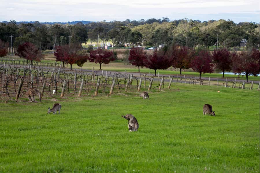 From Sydney: Award-Winning Hunter Valley Wine & Cheese Tour - Price and value: is $166 for 10 hours a good deal?