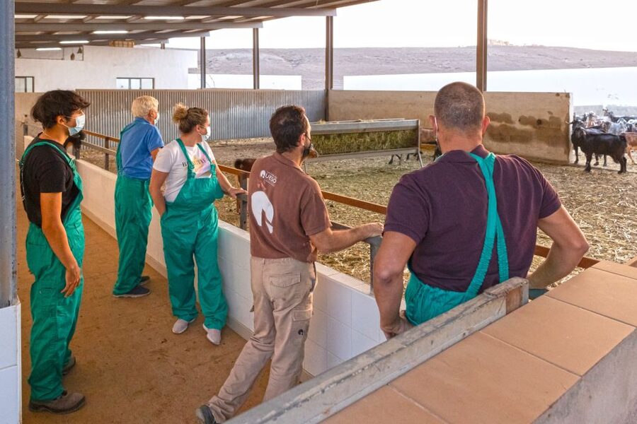 Fuerteventura: Artisan Goat's Cheese Making at Local Farm - Fuerteventura’s goat cheese workshop: why it feels so local